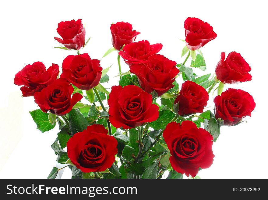 Close up of red roses on white