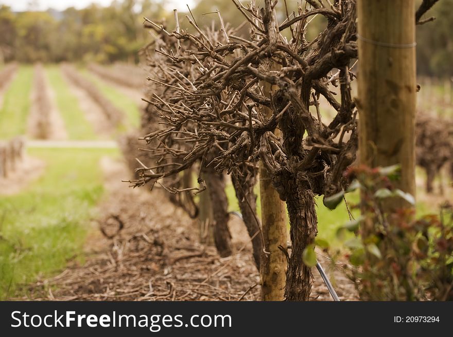 Winter vineyards in mclaren vale, south australia