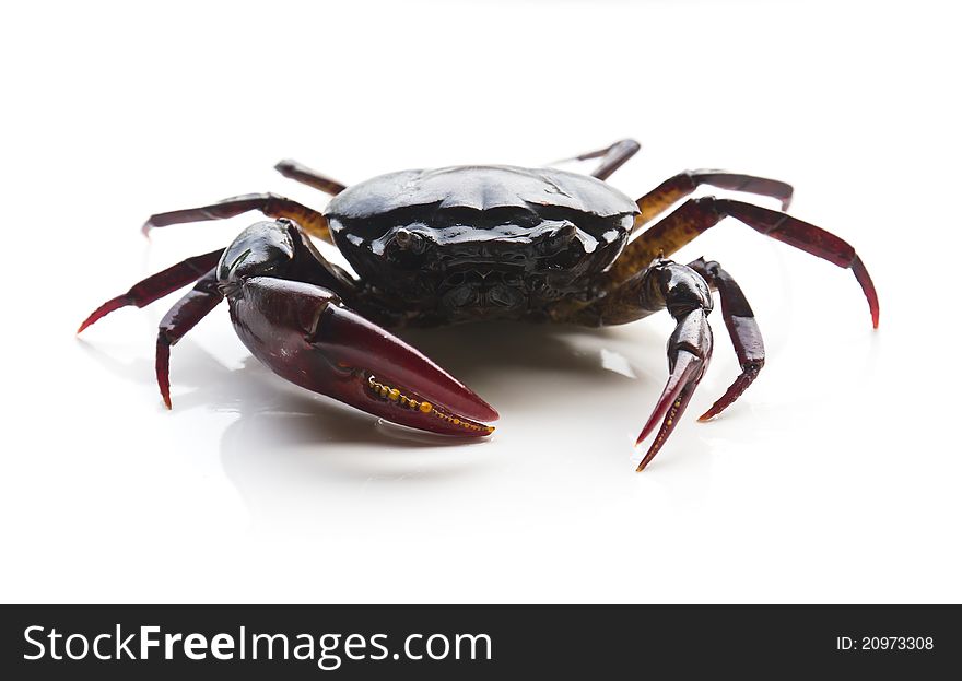 Closeup of crab on white background