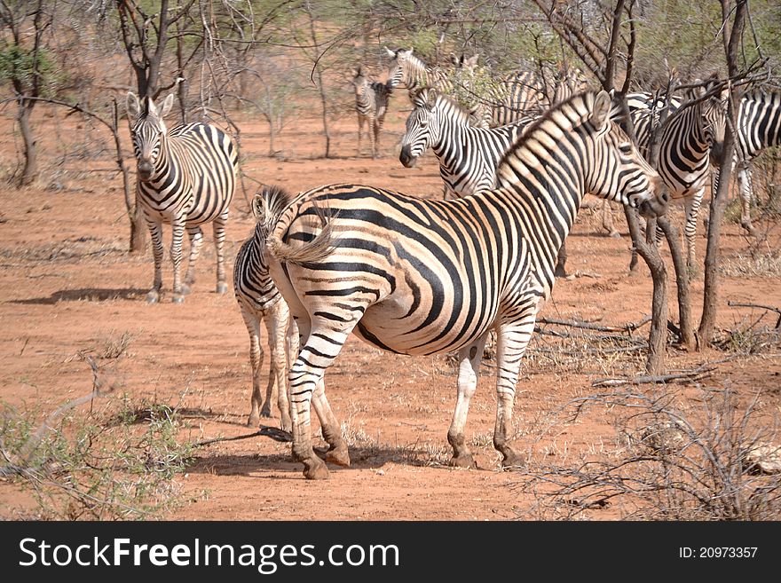 Pregnant Burchell Plains Zebra mare with young foal in Kruger National Park South Africa. Pregnant Burchell Plains Zebra mare with young foal in Kruger National Park South Africa.