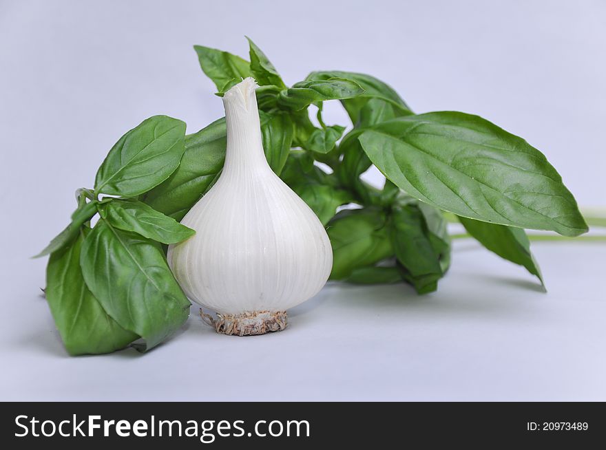A head of garlic nestled in basil leaves, gray background. A head of garlic nestled in basil leaves, gray background