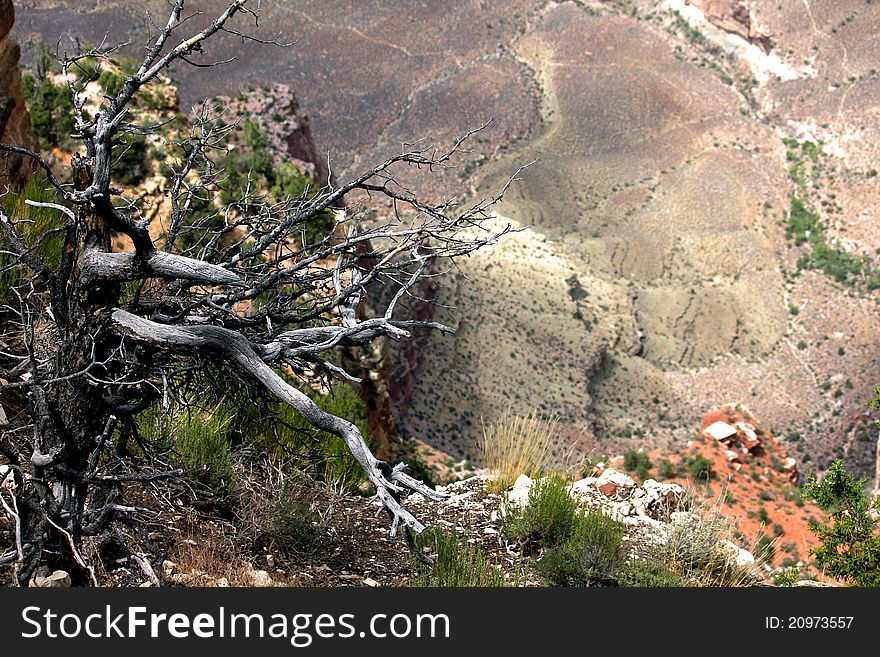 Desolate Tree at the Edge of Canyon