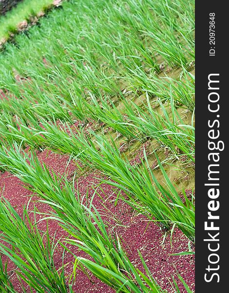 Rice on the water field. Chinese culture.