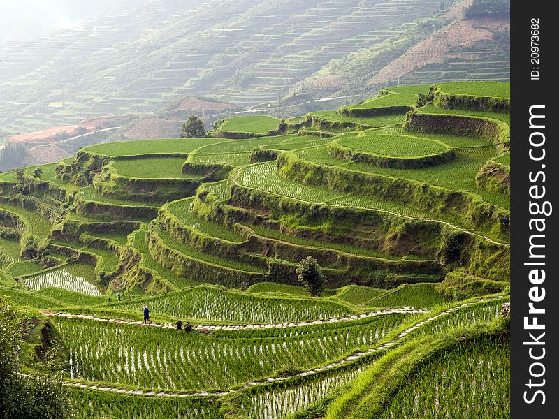 Panorama image of rice terrace on the mountain at sunset.