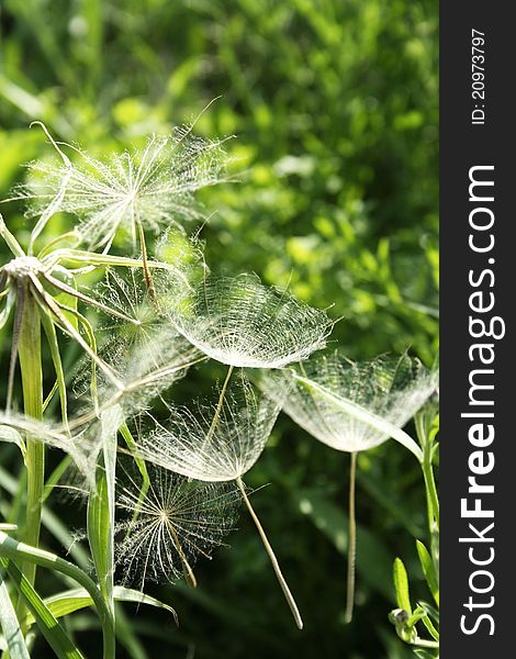 Dandelions shaping umbrellas and spider webs. Dandelions shaping umbrellas and spider webs