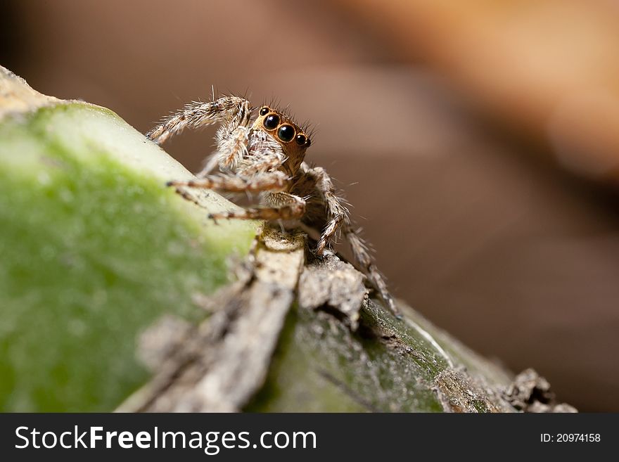 Jumping spider sitting on green wood macro shot