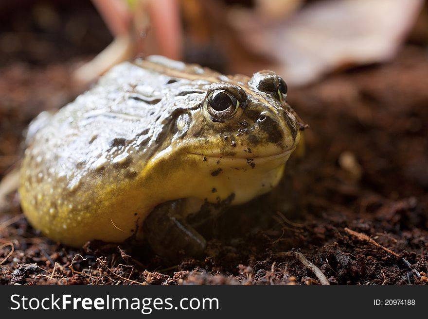 Close-up frog sitting on nuture macro shot