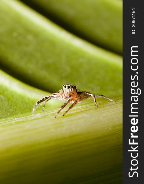 Spider sitting on leaf macro shot