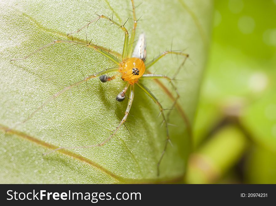 Spider sitting on leaf green background macro shot