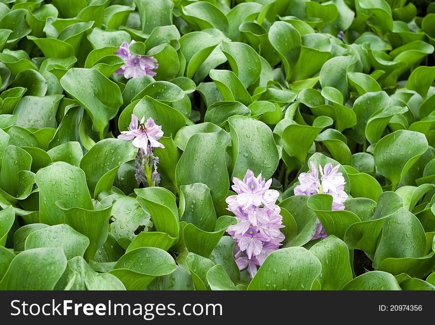 Image Of Water Hyacinth In The Pond