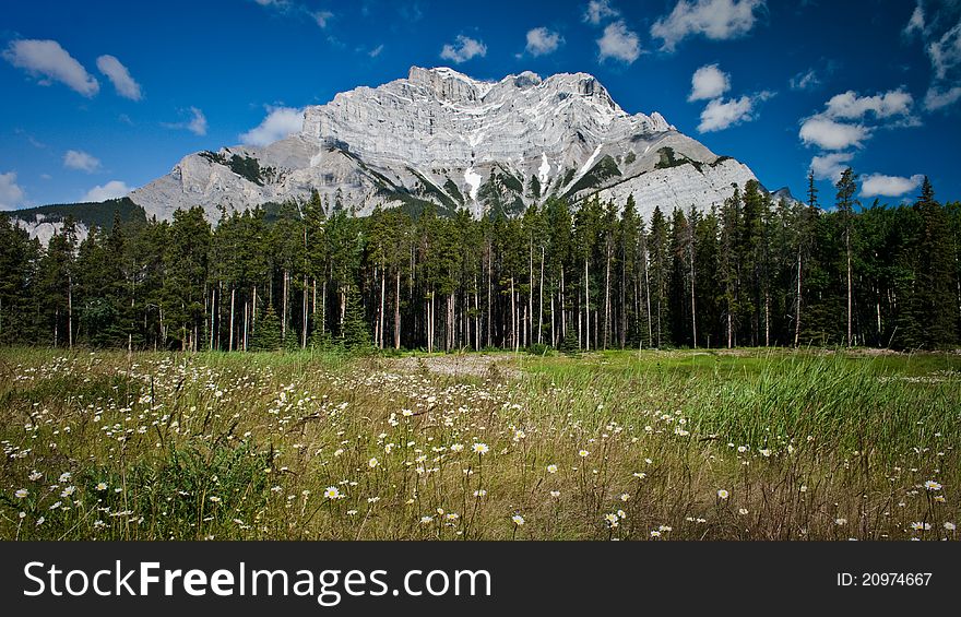 Mountain around Banff Canada with wild flowers in forground