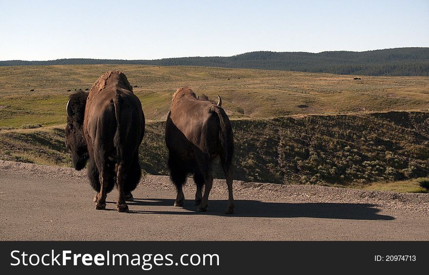 A buffalo/bison couple stands on road in Yellowstone Naitonal Park. A buffalo/bison couple stands on road in Yellowstone Naitonal Park