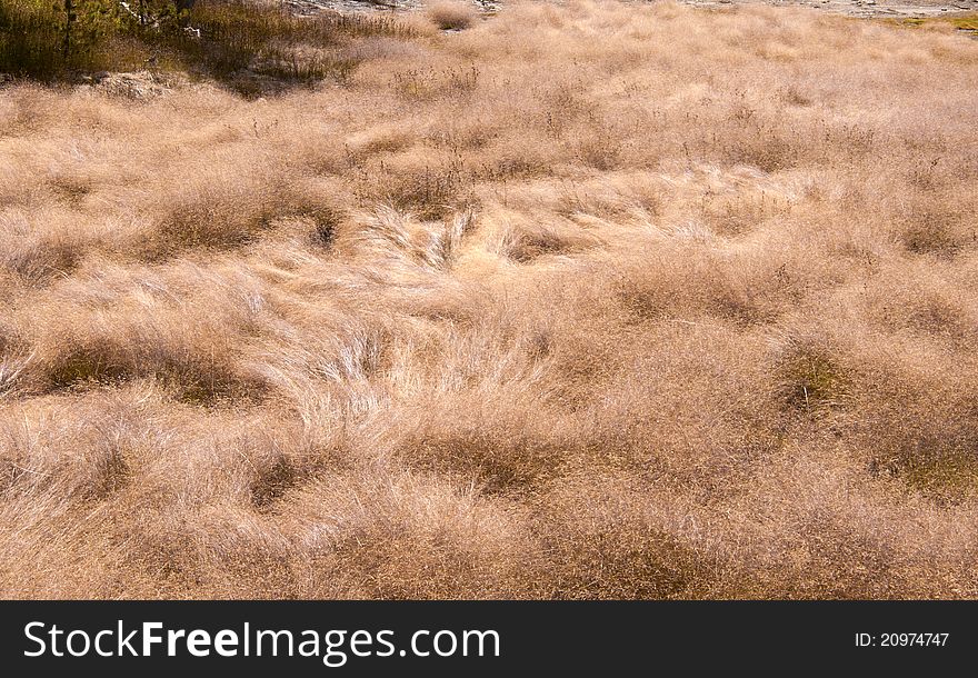 A landscape of wind-blowed grass field. A landscape of wind-blowed grass field