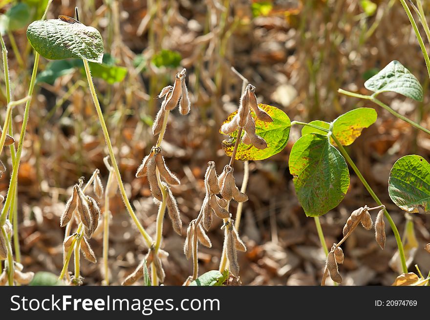 Soybean Field