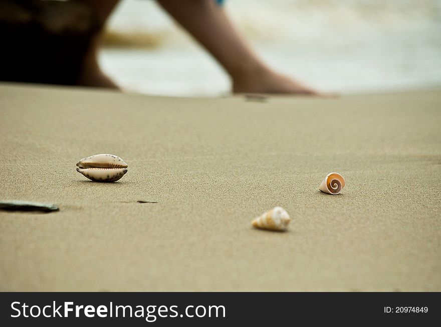 Seashells on the sand near the sea.