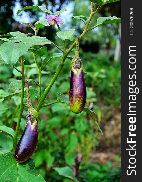 Raw egg plant with green leaf