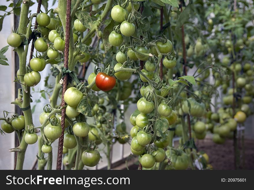 Fresh tomatoes in greenhouse (unripe green and one red)