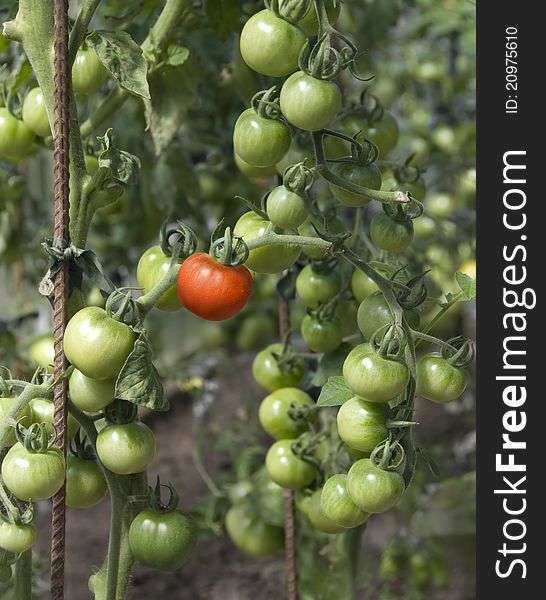 Fresh tomatoes in greenhouse (unripe green and one red)