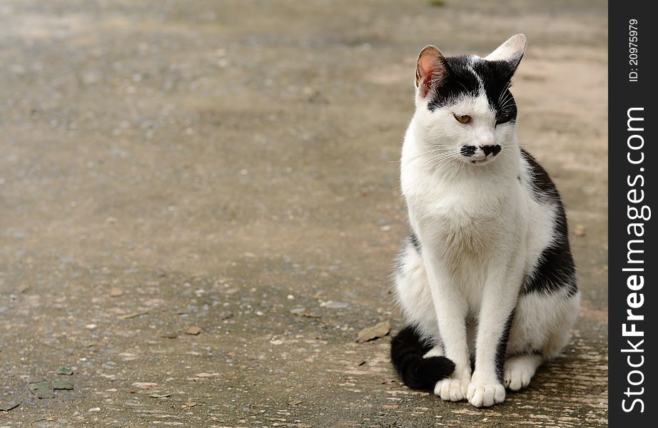 Portrait of lonely cat with space