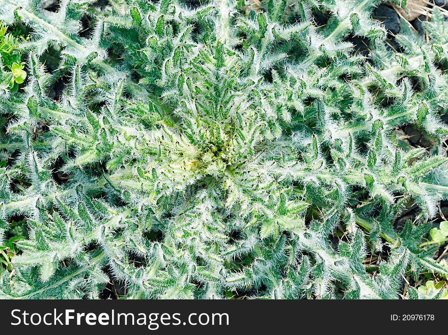 Abstract plant background of weed