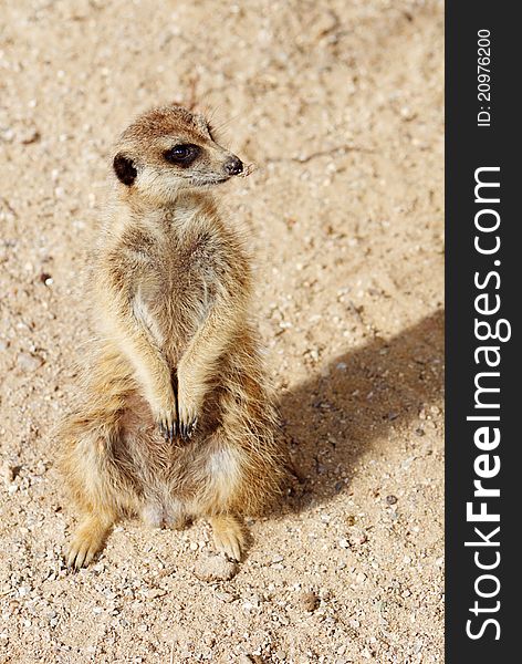 A watchful standing meerkat with brown fur. A watchful standing meerkat with brown fur