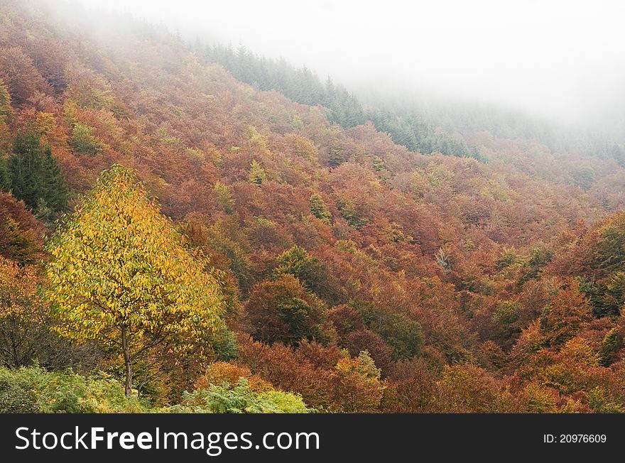 Autumn Foggy Landscape