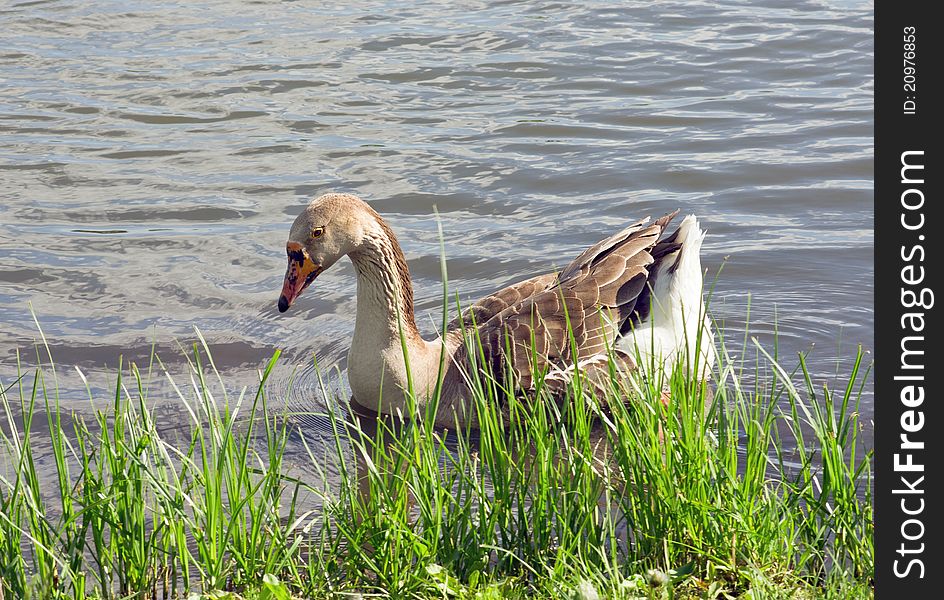 Gray goose on the bank of lake. Gray goose on the bank of lake