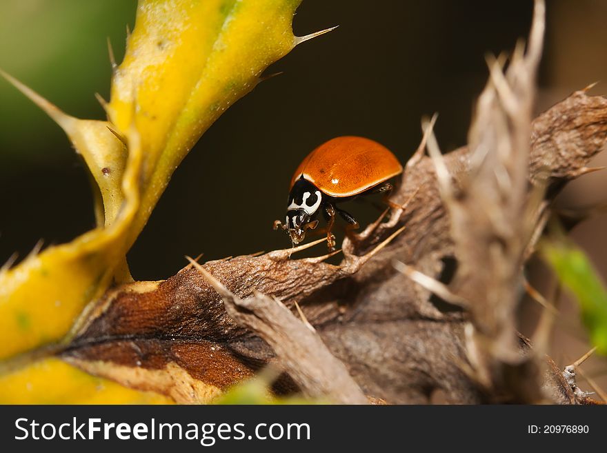 Asian Ladybug Beetle, (Harmonia axyridis) on a plant stem. Asian Ladybug Beetle, (Harmonia axyridis) on a plant stem.