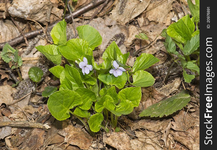 Viola canina. Wild forest violet growing from the ground. Viola canina. Wild forest violet growing from the ground