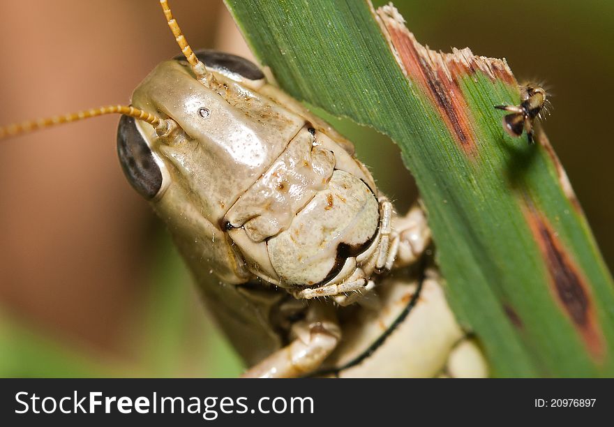 Close-up of a Grasshopper standing on a blade of grass.