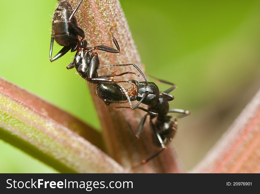 Two black Ants fighting over a food source.