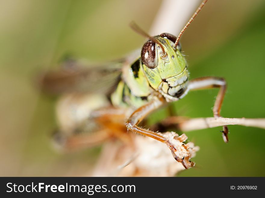 Close-up of a Grasshopper standing on a flower stem.