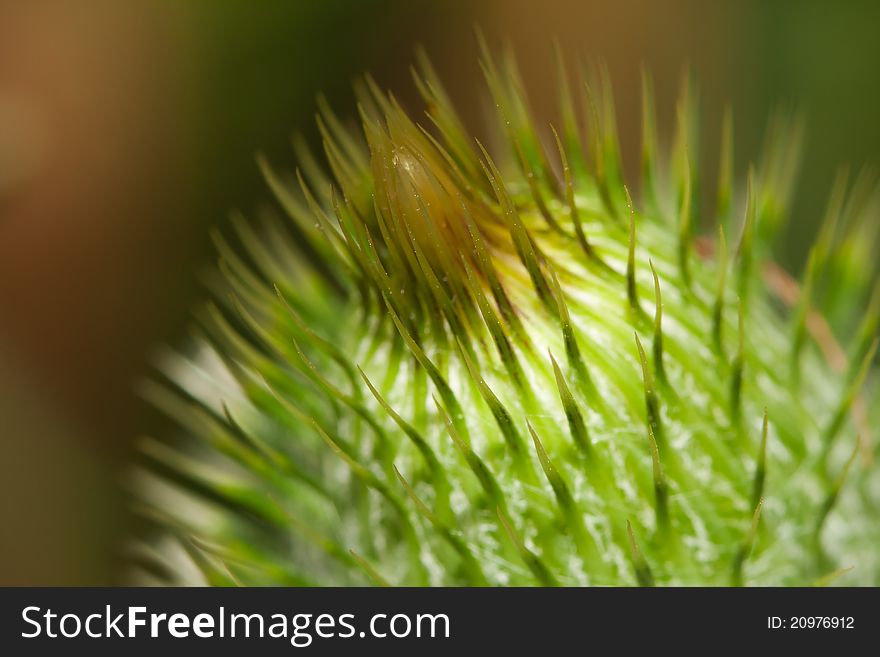 A close up shot of a Thistle flower.