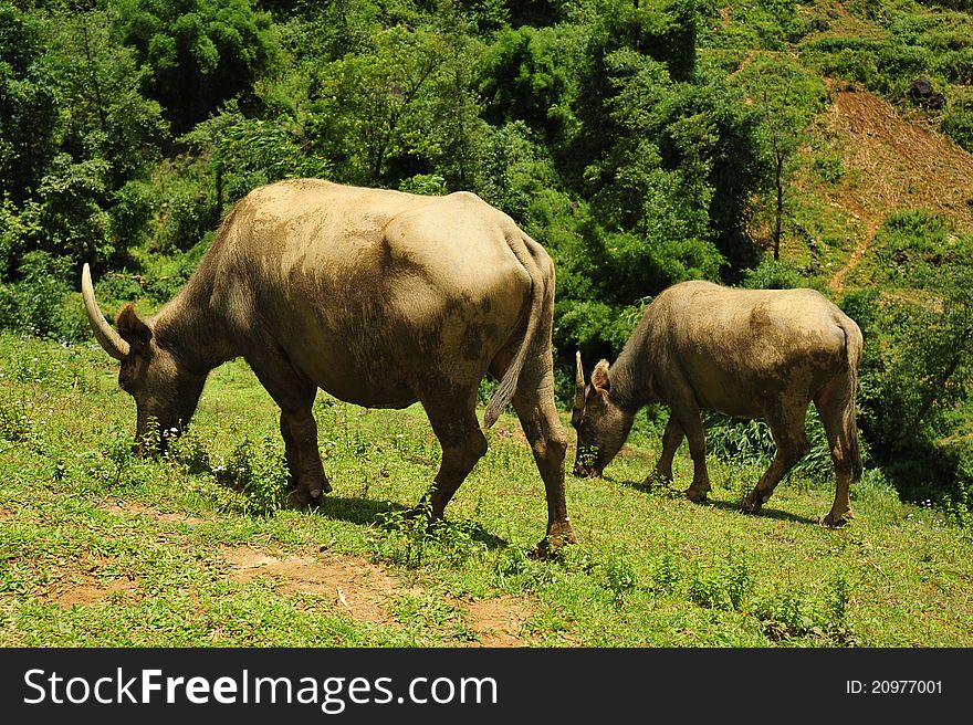 Water Buffaloes Grazing