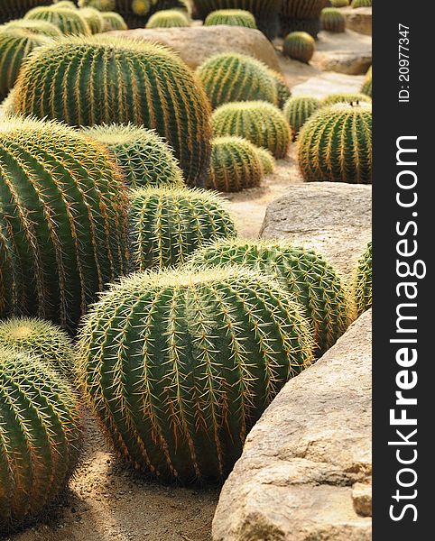 Ball shaped cacti
