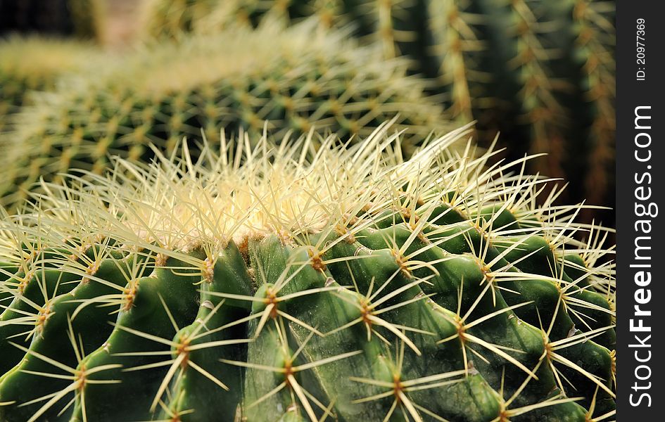 Close up of a ball shaped cactus