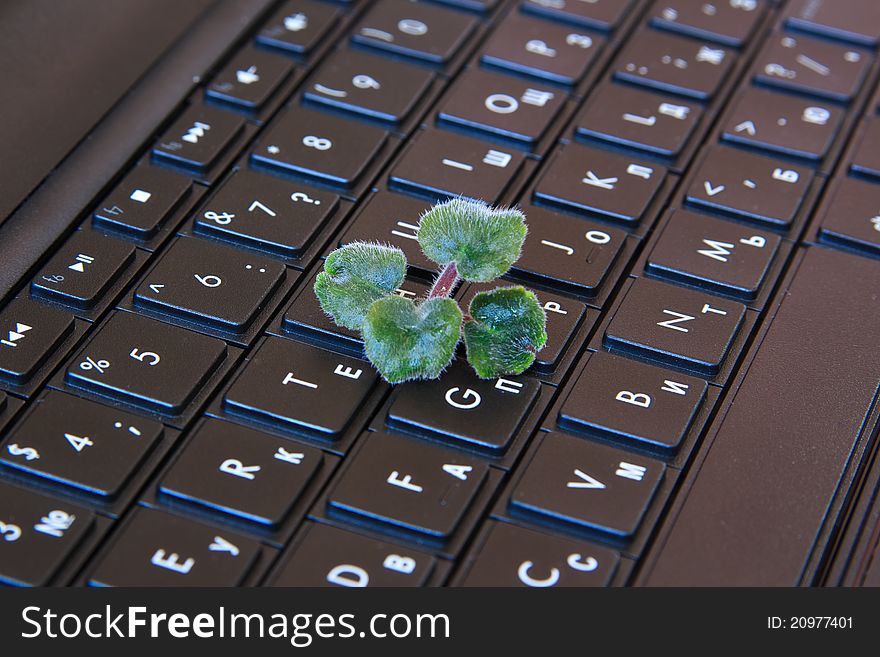 Plant on the keyboard