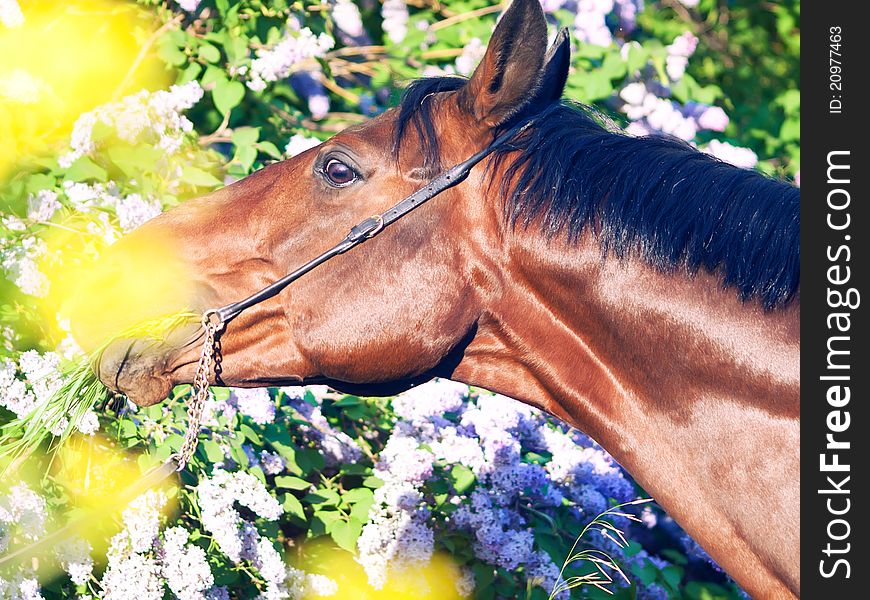 Beautiful black horse near flower