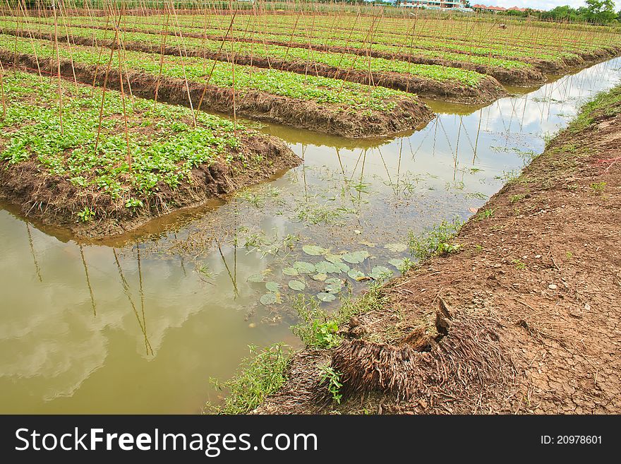 Cantonese vegetable garden plots around the water