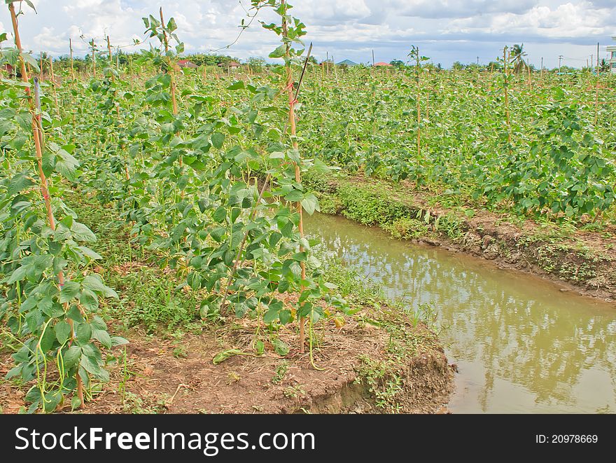 Vegetable Garden