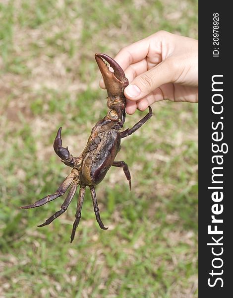 Field crab with grass background