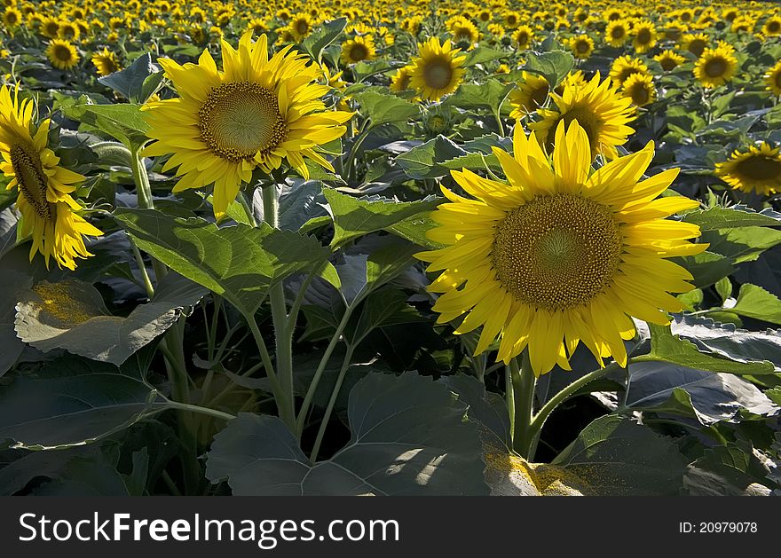 Summer perspective landscape with sunflower fieldã€‚Photo taken in summerã€‚. Summer perspective landscape with sunflower fieldã€‚Photo taken in summerã€‚