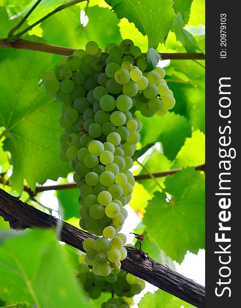 Juicy bunch of grapes hanging on the vine