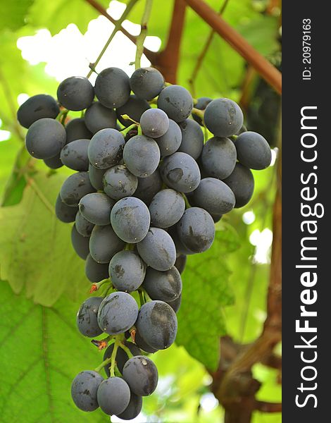 Juicy bunch of grapes hanging on the vine