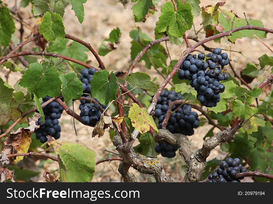 Red grapes on a tree trunk