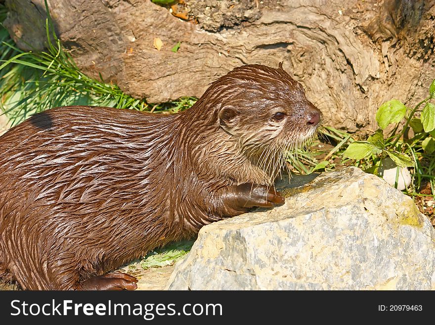 Oriental small-clawed otter