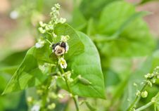 Bumblebee Pollinating Pepper Plant Royalty Free Stock Photography Bumblebee Pollinating Pepper Plant Royalty Free Stock Photography