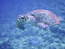 Sea Turtle In Maldives Stock Photos Sea Turtle In Maldives Stock Photos