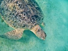 Sea Turtle In Maldives Royalty Free Stock Photo Sea Turtle In Maldives Royalty Free Stock Photo