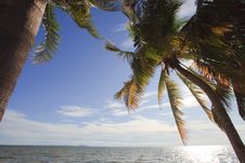 Coconut Tree Beside Beach Stock Photo Coconut Tree Beside Beach Stock Photo